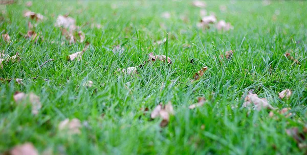 Groen gras en herfstbladeren. — Stockfoto