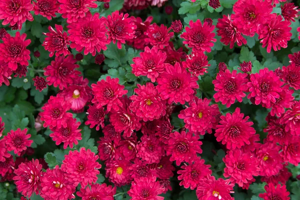 Hermosas flores rojas de crisantemos . —  Fotos de Stock