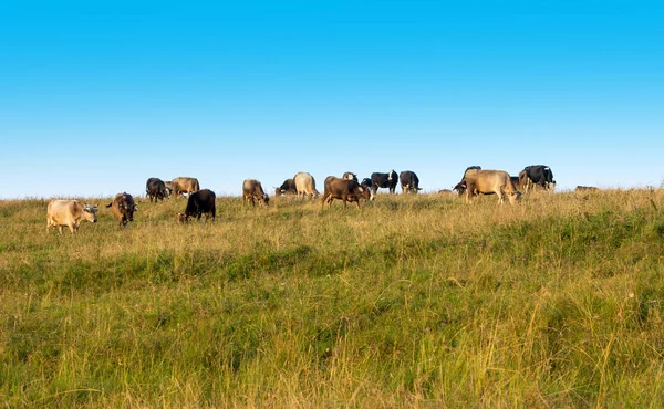 Las vacas pastan en el campo. — Foto de Stock