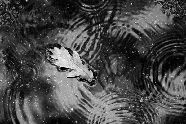 Efterårsbladet i vandpyt. Sort og hvid . - Stock-foto