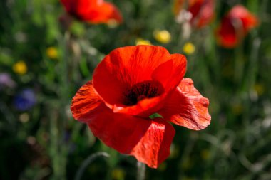 Haşhaş tarlası kır çiçeği yabani çiçekler çimenler çiçek açar bana çiçek açar