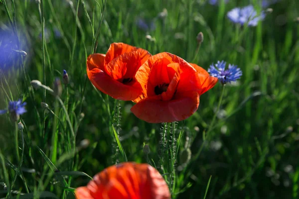 Cultivo de amapola rústico flor silvestre flor flor flor silvestre cornflower me cornflower hierba. Imagen De Stock