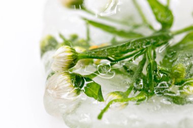 Beyaz yüzeydeki bir buz parçasında donmuş yaprak. Beyaz arkaplanda buz.