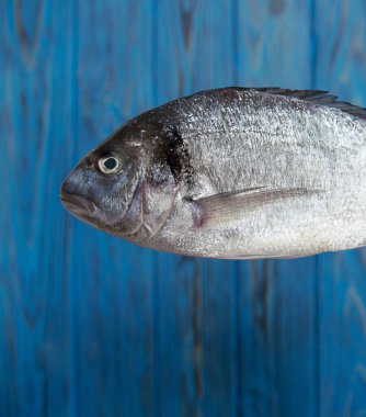 Mavi ahşap bir arka planda taze dorado balığı. Balık tarifi aranacak yer
