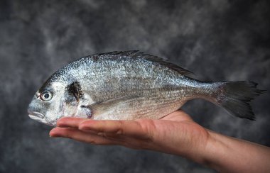 Gri arka planda çiğ balık tutmak