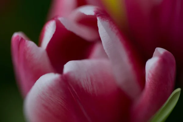 Pétales Tulipes Rouges Flous Gros Plan Macro Image Style Vintage — Photo