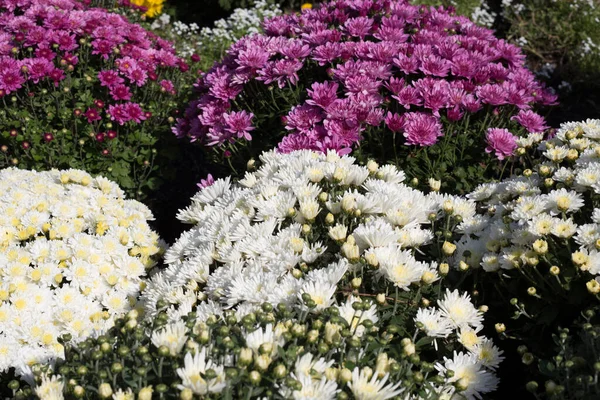 Χρυσάνθεμα Στον Κήπο Ένα Μπουκέτο Από Όμορφα Χρυσάνθεμα Λουλούδια Εξωτερικούς — Φωτογραφία Αρχείου