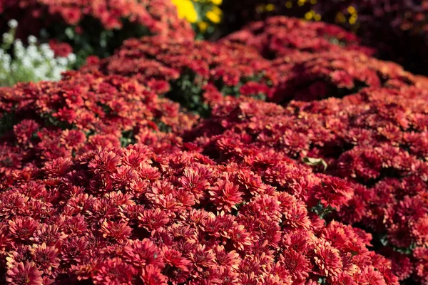 Crisantemi Giardino Mazzo Bellissimi Fiori Crisantemo All Aperto — Foto Stock