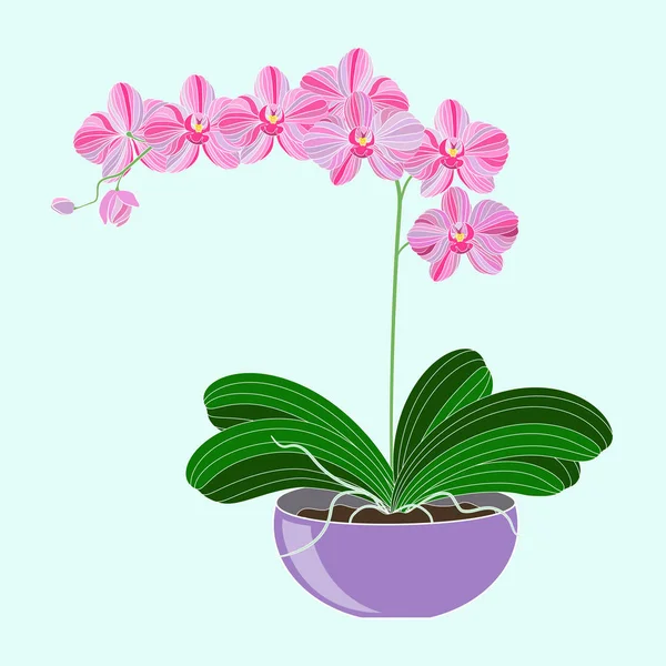 Ilustração vetorial. Orquídea bonita de Phalaenopsis em um potenciômetro roxo da flor . — Vetor de Stock