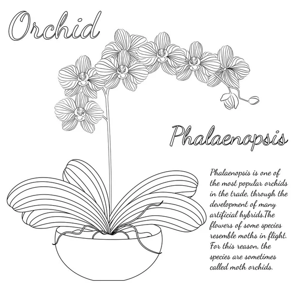 Vektorillustration. schöne Phalaenopsis-Orchidee in einem Blumentopf. Schwarz-weißes Muster kann zum Färben verwendet werden. lizenzfreie Stockillustrationen