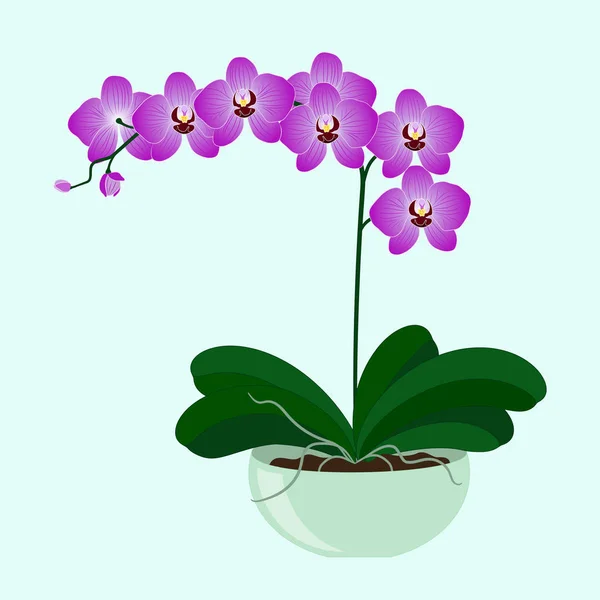 Vector illustration. Beautiful Phalaenopsis Orchid in a  flower pot. — Stock Vector