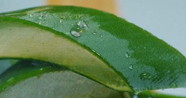 Composición de aloe vera —  Fotos de Stock