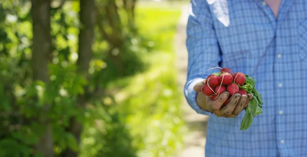 The farmer is holding a biological product radish, hands and radishes stained with earth. Concept: biology, bio products, bio ecology, grow vegetables, vegetarians, natural clean and fresh product. — Stock Photo, Image