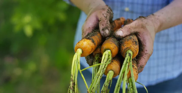 Biological product of carrots — Stock Photo, Image