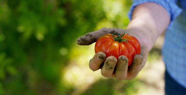 The farmer is holding a biological product of tomato, hands and tomato soiled with soil. Concept: biology, bio products, bio ecology, grow vegetables, vegetarians, natural clean and fresh product.