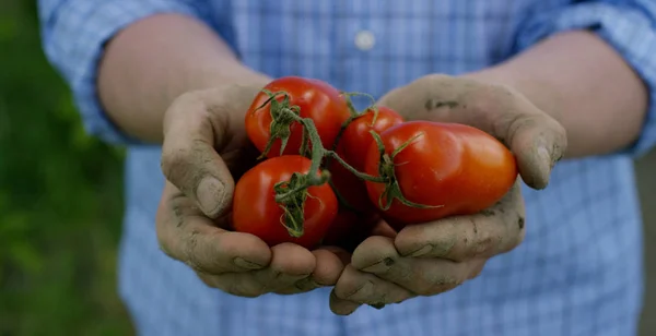 Jordbrukaren håller en biologisk produkt av tomat, händer och tomat nedsmutsade med jord. Koncept: biologi, bioprodukter, bio ekologi, odla grönsaker, vegetarianer, ren och fräsch naturprodukt. — Stockfoto