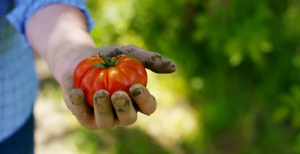 Der Landwirt hält ein biologisches Produkt aus Tomate, Händen und mit Erde verschmutzten Tomaten in der Hand. Konzept: Biologie, Bioprodukte, Bioökologie, Gemüseanbau, Vegetarier, natürliche, saubere und frische Produkte. — Stockfoto