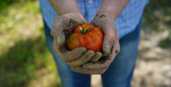 The farmer is holding a biological product of tomato, hands and tomato soiled with soil. Concept: biology, bio products, bio ecology, grow vegetables, vegetarians, natural clean and fresh product.