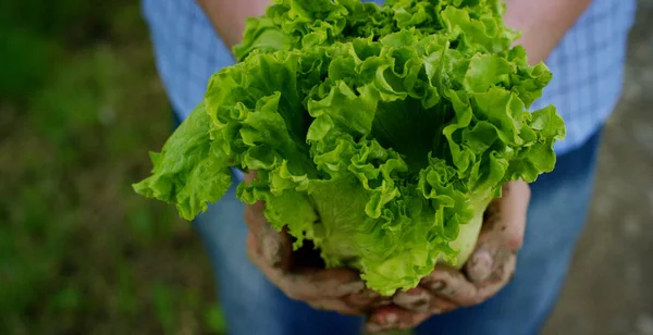 Çiftçi bir biyolojik ürün salata, el ve toprakla lekeli salata tutuyor. Konsept: Biyoloji, Biyoloji Ürünleri, biyo ekoloji, büyümek sebze, vejetaryen, doğal temiz ve taze ürün. — Stok fotoğraf