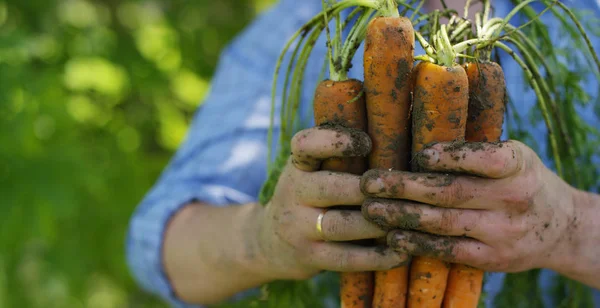 Biologisches Produkt von Karotten — Stockfoto