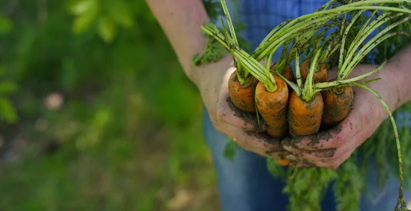 The farmer is holding a biological product of carrots, hands and carrots soiled with earth. Concept: biology, bio products, bio ecology, grow vegetables, vegetarians, natural clean and fresh product.