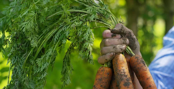 Petani memegang produk biologis wortel, tangan dan wortel yang kotor di tanah. Konsep: biologi, produk bio, bioekologi, tumbuh sayuran, vegetarian, produk alami yang bersih dan segar . — Stok Foto