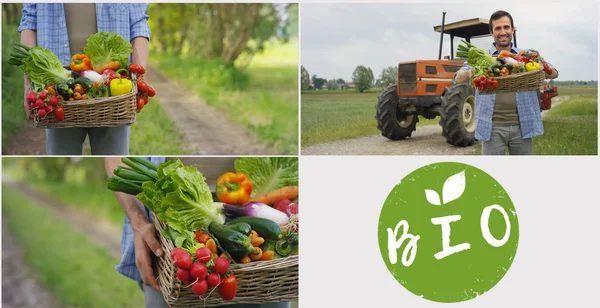 4 写真バイオ製品、自然の生物学的概念の背景に、農家の手で野菜のバスケット、バイオ製品、バイオ エコロジー、成長して、独立して菜食主義者のコラージュ. — ストック写真