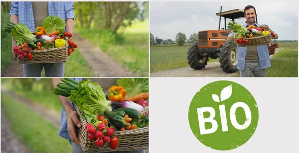 Collage de 4 photos Bio produits, un panier de légumes entre les mains d'un agriculteur, dans le contexte de la nature Le concept de biologique, bio-produits, bio-écologie, cultivé indépendamment, végétariens . — Photo