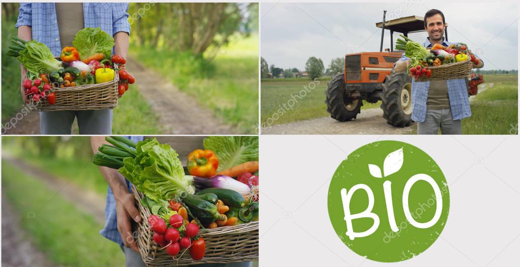 Collage of 4 photos Bio products, a basket of vegetables in the hands of a farmer, in the background of nature The concept of biological, bio-products, bio-ecology, grown independently, vegetarians.