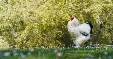 Çiftlikte büyük bir siyah-beyaz horoz horoz etkileyici bir görünüme sahip, güzel bir yeşil doğal arka plan, kavram ekoloji, Hayvancılık, tarım, biyolojik, üzerinde beslenme cuckooing.