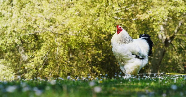 On the farm, a huge white-black rooster, cock with an expressive look is cuckooing, on a beautiful green natural background, the concept ecology, livestock, farming, bio, nutrition. — Stock Photo, Image