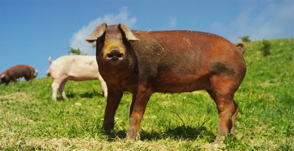 Auf dem Hof wurden schöne Schweine (rosa, braun) für einen Spaziergang am Berghang ausgesetzt, vor dem Hintergrund des Hangs und des Himmels, das Konzept: Ökologie, Viehzucht, Landwirtschaft, Bio, Ernährung. — Stockfoto