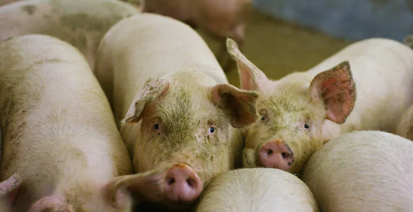 Na fazenda, em uma paddock um grupo de porcos (rosa, marrom) brinca e corre em diferentes direções, o conceito: ecologia, pecuária, agricultura, bio, nutrição . — Fotografia de Stock