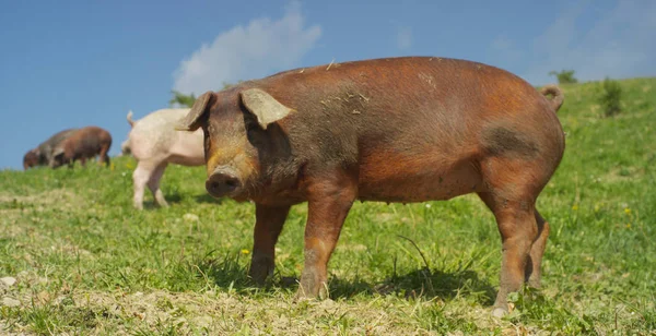 Op de boerderij, groep mooie varkens (roze, bruin) waren verhuurd voor een wandeling langs de bergwand, op de achtergrond van de helling en hemel, het concept: ecologie, landbouw, veeteelt, bio, voeding. — Stockfoto