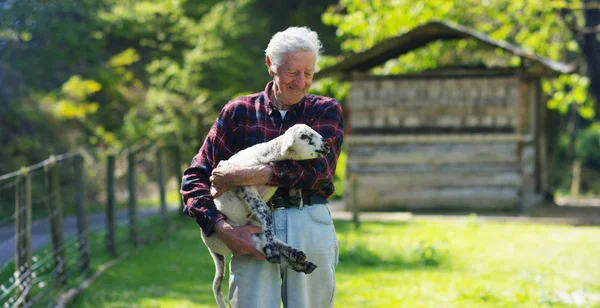 Seorang petani tua, tersenyum dengan baik, memegang di tangannya nya tercinta domba putih, yang ia mengangkat dirinya, di latar belakang alam dan gudang, konsep: ekologi, ternak, pertanian, bio, nutrisi . — Stok Foto