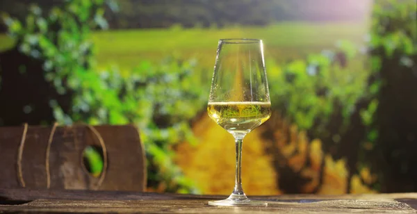 Sommelier Şarap mahzeni — Stok fotoğraf