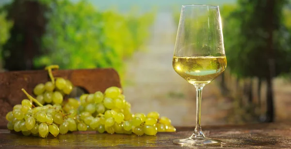 Sommelier in de wijnkelder — Stockfoto