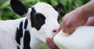Bir Dana yavrusu sağlıklı, onu harekete geçiren bir çiftçinin bahçesinde organik süt göre diyet ile güçlü ve sağlam büyüme yapmak. hayvanlar, organik, vegan, doğa ve tarım için aşk kavramı.
