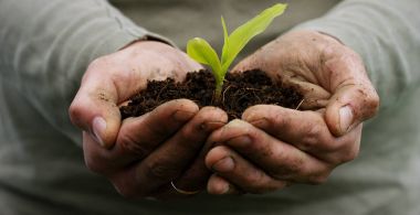 A man holds a biological sprout of life in his labor hands with the ground for planting, on a green background, concept: lifestyle, farming, ecology, bio, love, tradition, new life. clipart