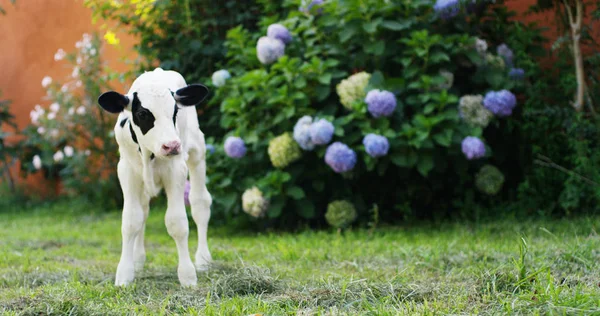 Un cucciolo di vitello in un giardino di una fattoria di un agricoltore portato in un sano, biologico, per farlo crescere forte e robusto con una dieta sul latte. concetto di amore per gli animali, biologico, vegano, natura e agricoltura — Foto Stock