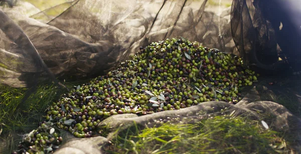 Olives in field falling down into the net to make oil biological — Stock Photo, Image