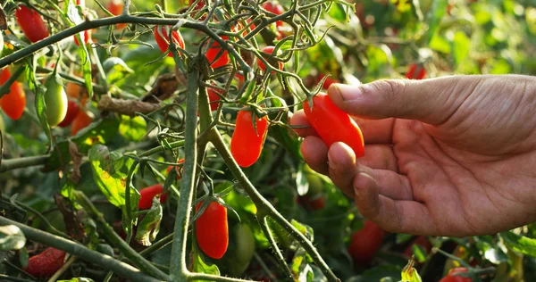 La mano di un contadino mostra di pomodori rossi italiani appena raccolti dalla sua terra. I pomodori biologici sono genuini e coltivati dall'agricoltore. Concetto: italiano, agricoltura, pomodoro, natura — Foto Stock