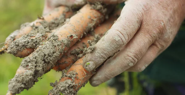 Mains marquées par le travail et par le temps d'un agriculteur expérimenté nettoyé par la terre mère un buisson de carottes fraîches fraîchement cueillies au ralenti super — Photo