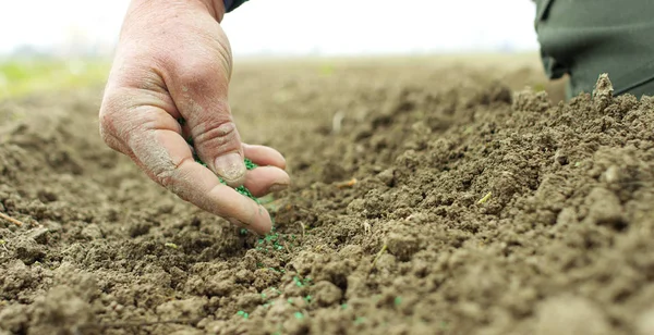 Mains marquées par le travail et par le temps d'un agriculteur expérimenté nettoyé par la terre mère un buisson de carottes fraîches fraîchement cueillies au ralenti super — Photo