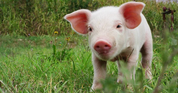 Cerdo lindo recién nacido de pie en un césped de hierba. concepto de salud biológica, animal, amistad, amor por la naturaleza. estilo vegano y vegetariano. respeto de la naturaleza  . —  Fotos de Stock