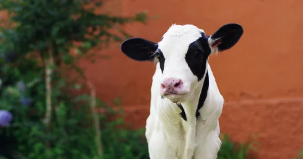 Un cachorro de ternera en un jardín de un agricultor que lo cría sano, orgánico, para que sea un crecimiento fuerte y robusto con una dieta a base de leche. concepto de amor por los animales, orgánico, vegano, la naturaleza y la agricultura . — Foto de Stock