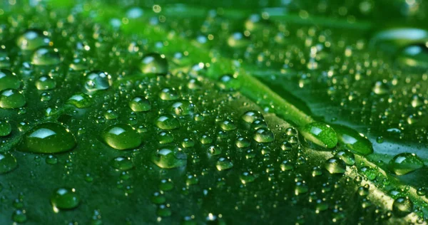 Tembakan Makro daun hijau dengan tetes air embun di atas. Konsep musim gugur, hutan, pohon, hutan, hujan, kesegaran — Stok Foto