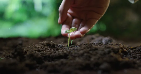 Une jeune belle main arrosant une plante dans une atmosphère romantique naturelle et magique — Photo