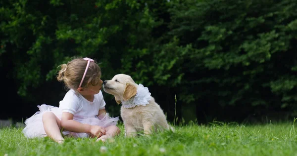 Uma menina pequena vestida como um pequeno dançarino beijando seu filhote de cachorro amigo golden retriever sentado em um gramado e conceito de felicidade de amizade, amizade entre cães e humanos. ligação — Fotografia de Stock