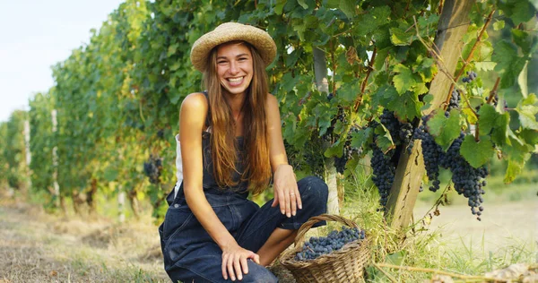 Niña en septiembre para cosechar viñedos, recoge los racimos de uva seleccionados en Italia para la gran cosecha. concepto biológico id, alimentos ecológicos y vino fino hecho a mano — Foto de Stock